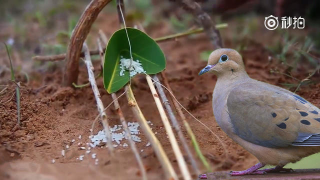 这是我见过最简单有效的吊脚套陷阱,两分钟就能学会