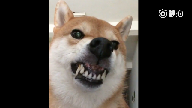 超级凶的柴犬,气到鼻子都冒泡儿了