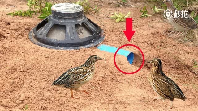 农村这家伙太牛了,在野外做这么个简单的小机关居然捉到野生鹌鹑