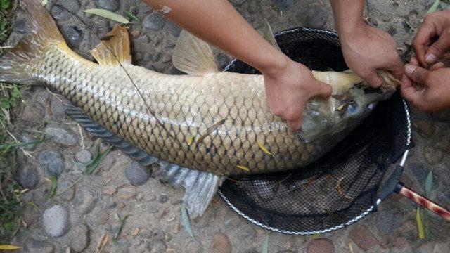 十斤的鄱阳湖野生大鲤鱼,把竿子弄断了,传说中的一鱼爆护吧?