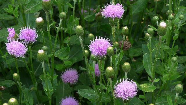 农村带刺儿野草原来治鼻窦炎是最好的简单方便永不复发