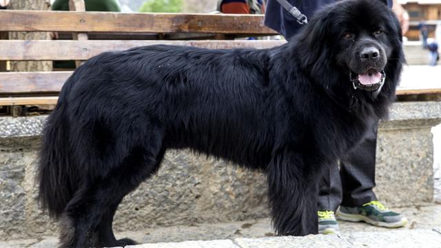 曾经动辄上百万的藏獒,如今成了遍地的流浪狗,你怎么看?