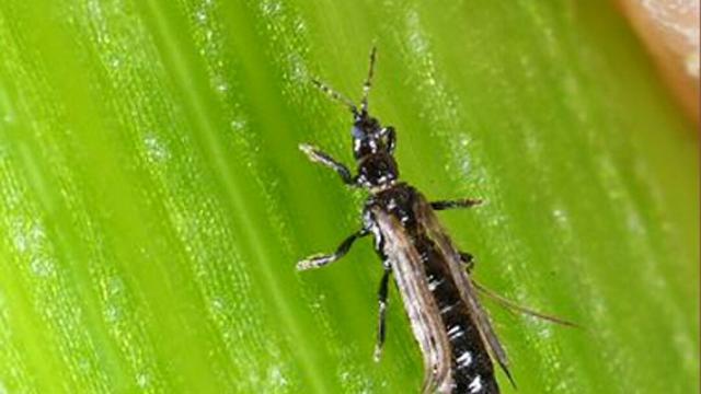 这种害虫害了多少农民的血汗,你知道它吗?|害虫|血汗|农民_新浪新闻