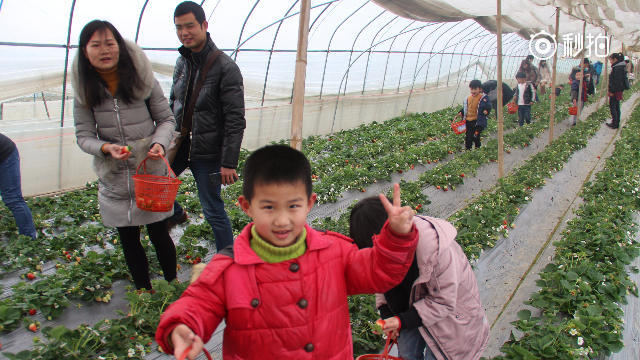 幼儿园的亲子采摘草莓活动,让小伙感悟到创业