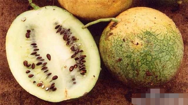 "打瓜"刚见时误以为是西瓜, 男子卖它月收入可观, 你认识吗?