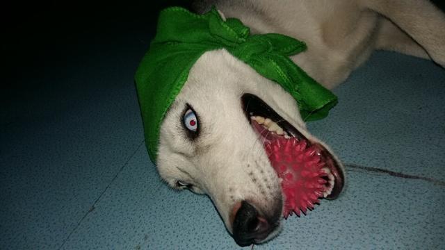 二哈被人带绿帽子,一脸的尴尬表情,怎么就绿了呢?