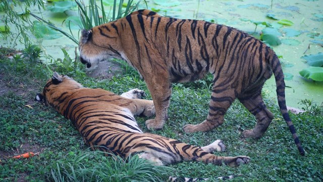 美洲豹能够把华南虎揍一顿吗?从实力上来看这事还真不好说