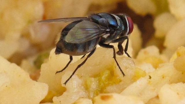 赶跑这只讨厌的苍蝇,继续享受美味,这可能并不会对你的身体有什么影响