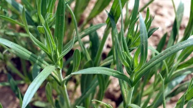 农村地里的这个野菜农民当做害草除去却不知是餐桌上的美味