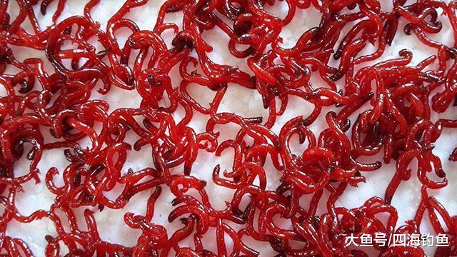 技巧篇: 黑坑钓鱼为什么不让用红虫? 有哪些比较实用的应对方法呢