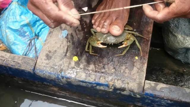 你看看印度人怎么绑螃蟹的!看完后,保准你再也不敢在印度吃螃蟹