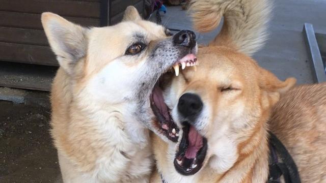 网友家的两只狗打闹专门咬脸画风充满一股傻气有想要的吗