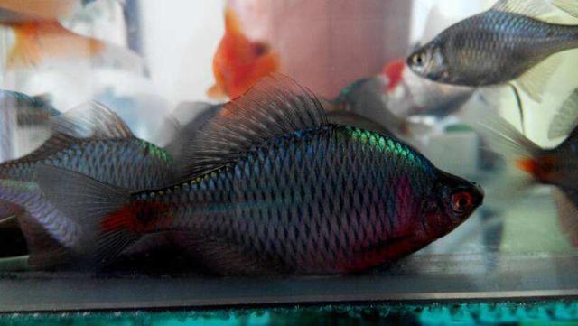 以前在农村这种鱼都拿来喂鸡现在被称为中国彩虹