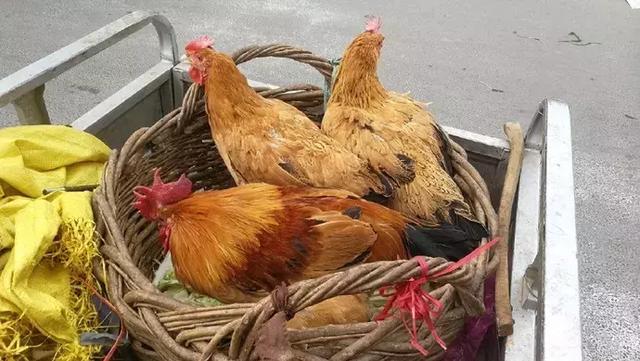 过年回家做什么能赚钱?推荐最适合农村人经营