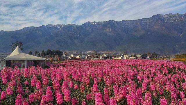 大理最美最大花海:紫罗兰盛开 好一个姹紫嫣红迎春来