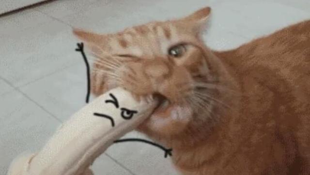 喵咪吃香蕉连啃带嚼,小人脸香蕉的表情太逗了!