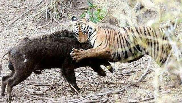 当下,成年野猪的唯一天敌就是人类!