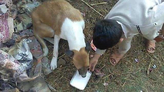 偏远的农村, 孩子竟舍得用牛奶喂流浪狗妈妈, 善心着实令人感动!