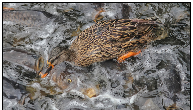 亚洲鲤鱼为什么能够在美国泛滥成灾,是因为缺少了中国厨师