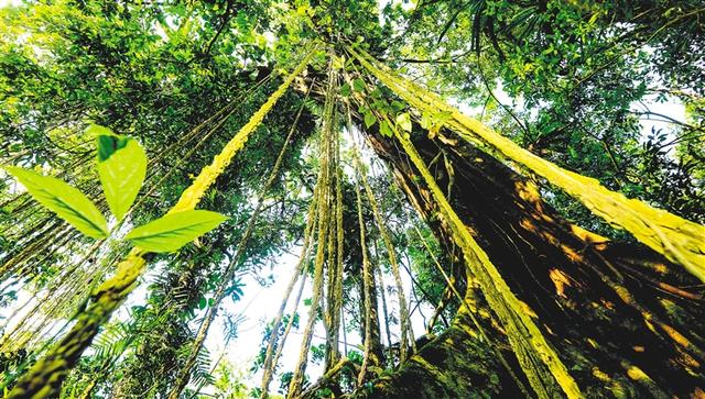探寻充满神秘感的热带雨林景观 发现海南中部之魅力所在