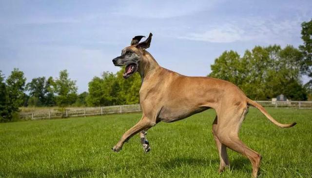 大狗和小狗:狗界巨人族和迷你族的对决