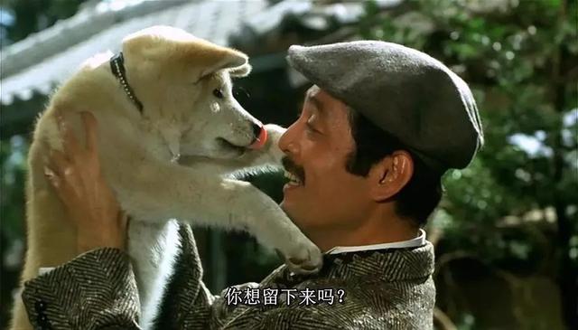 盘点13部狗年必看高分狗片,《忠犬八公》也只能屈居第三