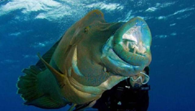 深海巨大怪鱼一斤肉值800元,乡下男子被它吞到只剩下一条腿!