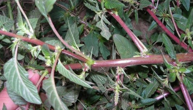 白刺苋内服的话有清热解毒,利湿,凉肠以及凉血止血,的功效,可以用来