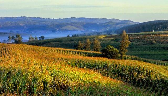 世界上三大黄金玉米带有一条在中国