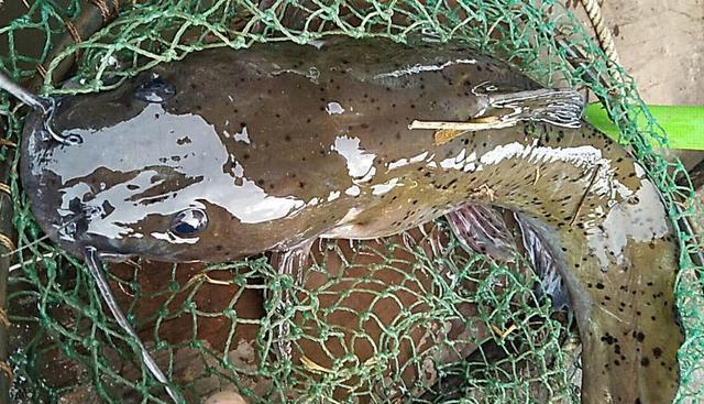 这个鱼贵的要死,只有在高级饭店里才能吃到|芝麻|剑鱼|饭店_新浪新闻