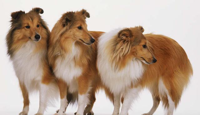 世界上最聪明狗狗排行榜,前十有你家的么