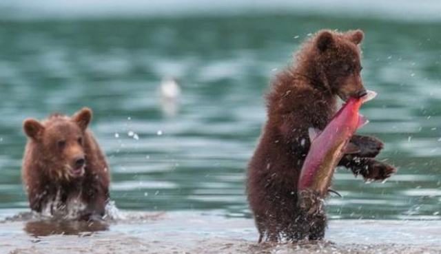 棕熊下水捕到鱼却一直咬嘴里不敢吃看到最后一幕让人瞬间羞愧