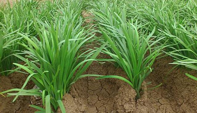 农村大爷种植十亩韭菜地,可他自己却从来都不吃的