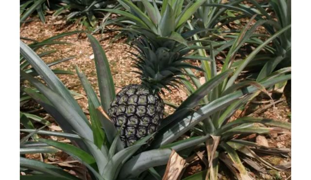 ins红人打卡必备,冲绳海边口味与颜值兼顾的黑凤梨|冲