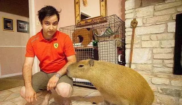 美国一家人养的老鼠比猫还大!牵出门去比那些遛狗的都威风