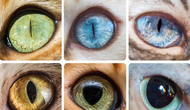 猫眼睛一日三变的功能就是借助于瞳孔强大的收缩能力完成的.