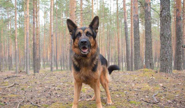 这些不会说话的英雄,我们同样应该敬佩和尊重!