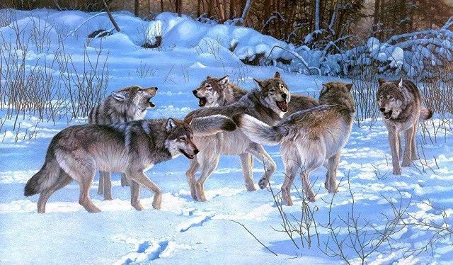 狼群或家族形式而存在,它们精于团队协作,狼群分工明确,头狼发号施令