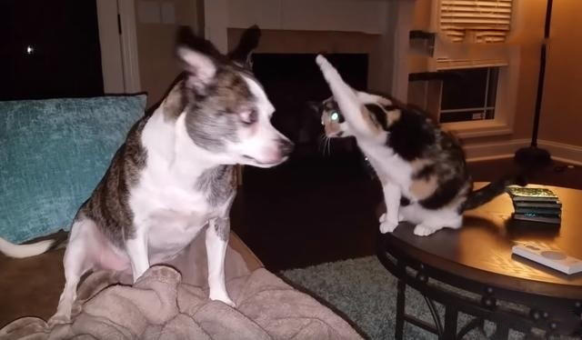 猫咪想要偷袭狗,刚伸出猫爪时,狗突然一个转头,猫的动作笑喷!