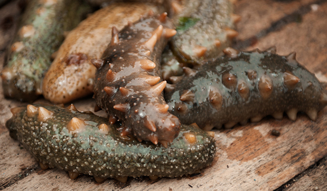 2018春季海参将上市,价格走势预测