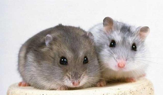 一线仓鼠与三线仓鼠的6大区别有哪些?