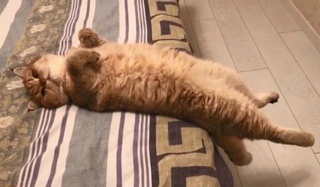 下班回家看到,猫咪正四脚朝天躺在床上睡觉,这姿势成精了