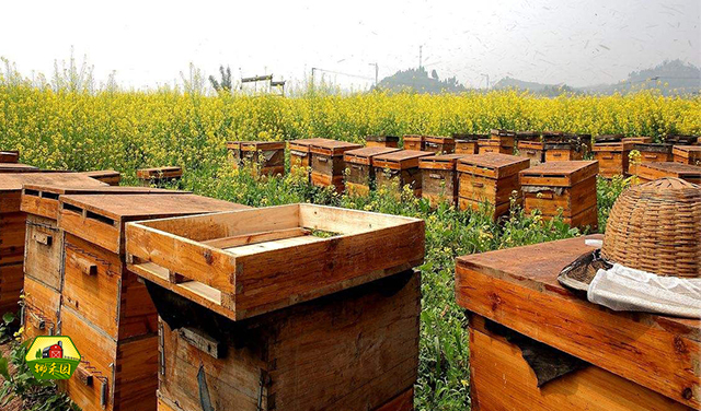 养蜂人给蜜蜂吃白糖,所以才会买到结晶的假蜂蜜?真相却是这样的