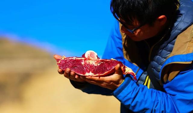 它与北极熊南极企鹅并称为世界三大高寒动物甚至虫草