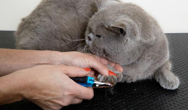 8大妙招传授,让猫咪爱上剪指甲!