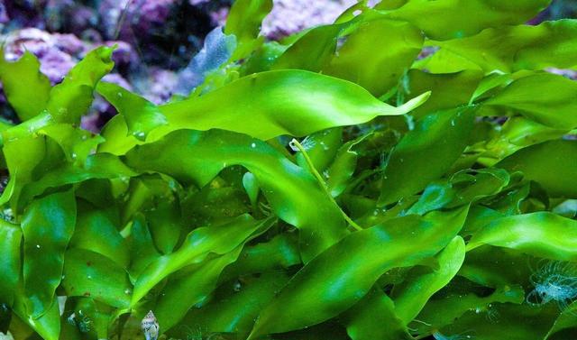 新鲜的若芽,可以过过热后放点盐腌制起,一次加工就可以吃了!