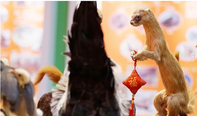 冲了黄皮子娶亲的喜事,道歉后,果园得以丰收