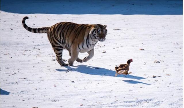 饲养员会将车辆开到空地上,让鸡从车窗内飞出,接着两三只老虎就会腾空