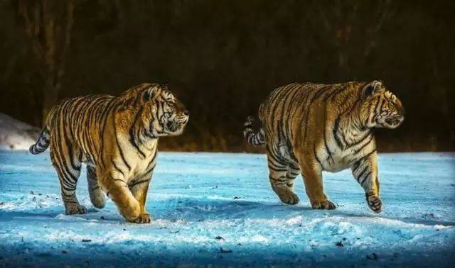 摄影:林海雪原藏兽王中国虎乡在横道|东北虎|摄影|横道河子东北虎林园