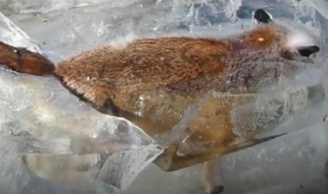 南极冰冻了这些远古动物尸体, 距今万年, 恐龙也被冰藏!